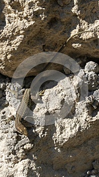 Lizard on a rock. Reptile basking in the sun