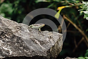 Lizard on the rock stood still the background of the jungle i