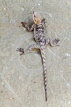 Lizard on a rock at Udabno cave monastery at Davit Gareja monastic complex in Georg