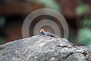 Lizard on the rock watching upside on rocks