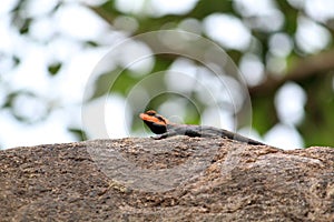 Lizard on the rock watching upside on rocks