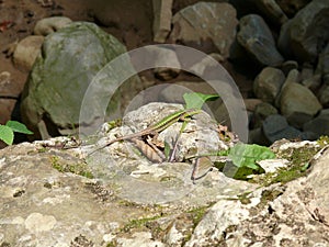 Lizard on the rocks basking in the sun