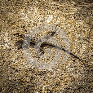 Lizard on the rocks