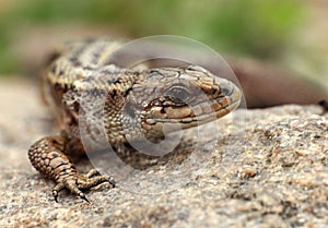 Lizard on the rocks unusual