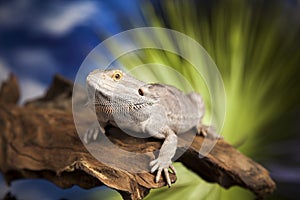 Lizard root, Bearded Dragon on black mirror background