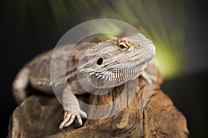 Lizard root, Bearded Dragon on black mirror background