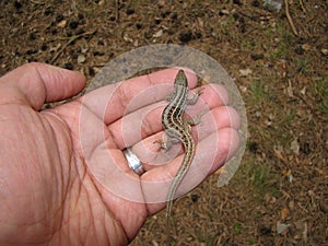 Lizard, it`s called a skink. biologist, exotic vet holding a reptile, wildlife
