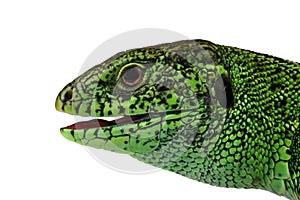 Lizard's muzzle photo