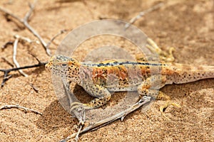 Lizard In The Sand In Gobi Desert, China