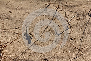 Lizard on sand in nature wildlife desert, reptile,  californian