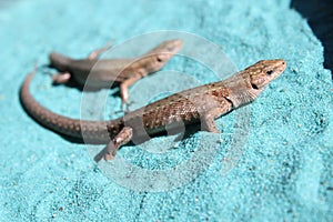 Lizard Lacertilia on the blue sand