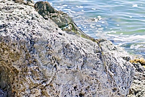 Lizard at Sea Rock on No. 1 State Road to Key West