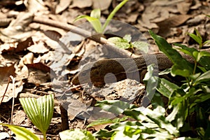 Lizard seen on Perhentian Island Jungle, malaysia