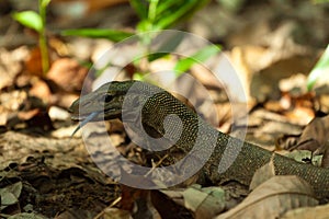 Lizard seen on Perhentian Island Jungle, malaysia