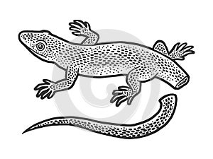 Lizard with self amputated tail sketch vector