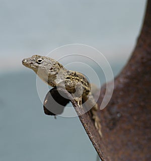 Lizard on shovel