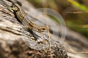 Lizard - side view