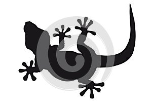 Lizard silhouette