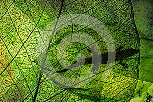 Lizard silhouette on green leaf
