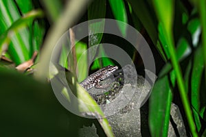 A lizard sits on a stone on a sunny day and basks