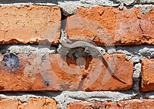A lizard is sitting on a brick wall
