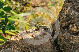Lizard sitting on brown stone enjoying the morning sun with green vegetation behind. Wild life in the Mediterranean, serious