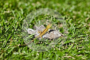 Lizard sitting on the grass