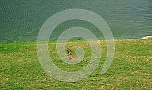 Lizard sitting on green grass. Aruba