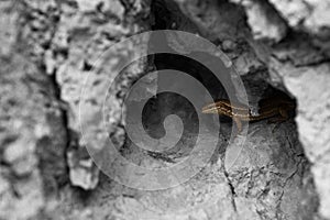 A lizard is sitting in a hell in the wall.