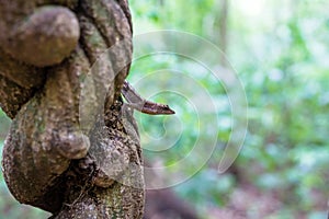Lizard sitting on a liana in the jungle of Tikal, Guatemala, Central America