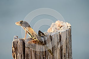 A lizard is sitting on a log
