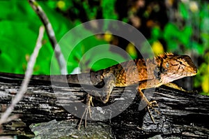 A lizard is sitting on a log in a green forest