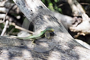 Lizard sitting on a log