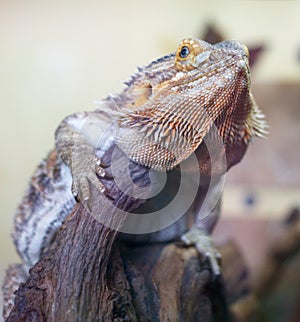 A lizard is sitting on a log