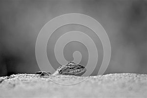 Lizard on the roadside , macro close- up nature animal small.