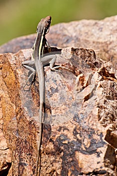 Lizard sitting on Rock
