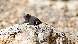 Lizard Sitting on a Rock