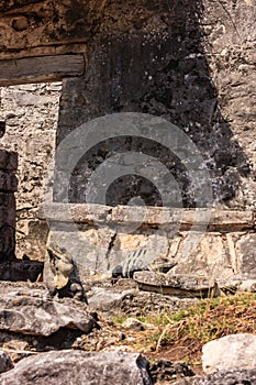 A lizard is sitting on a rock in front of a wall