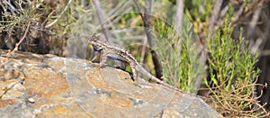 Wildlife Reptile Series - Western Fence Lizard - Sceloporus occidentalis