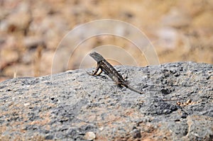 Wildlife Reptile Series - Western Fence Lizard - Sceloporus occidentalis