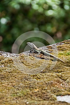 Lizard sitting on Wall of Stone