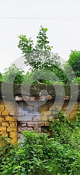 A lizard sitting on a wall