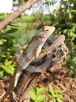 A lizard sitting on wooden log.