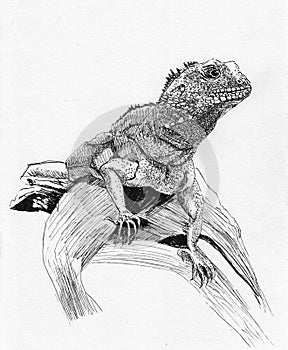 Lizard sketch hand drawn illustration
