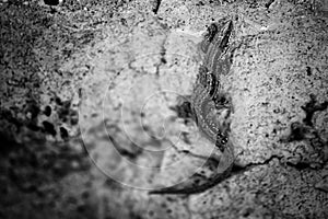 Lizard, sleeker on the rock