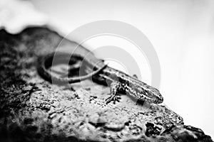 Lizard, sleeker on the rock