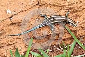 Lizard