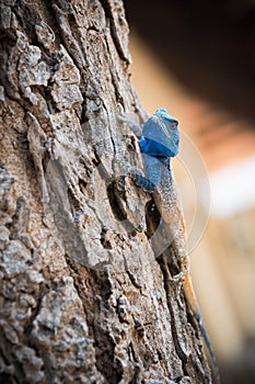 Lizard in South Africa`s Kruger National Park