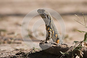 Lizard from south Thailand