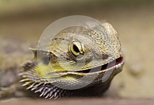 Lizard with spikes